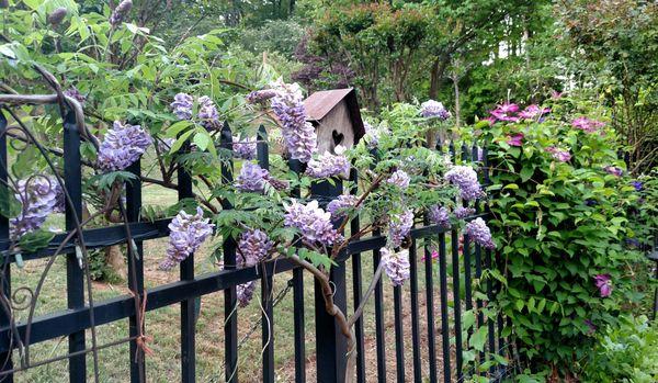 Japanese Wisteria--a less invasive species