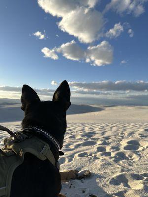 "Rolo" aka Luna enjoying her best life. Thank you Arizona Small Dog Rescue!!! - White Sands, NM