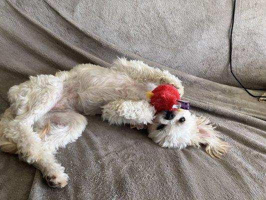 My dog after her groom