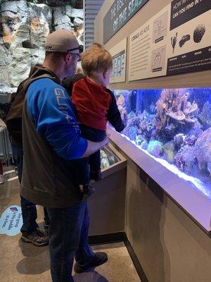 Checking out the coral reef