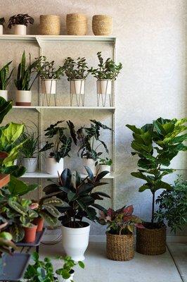 Rooted carries a variety of houseplant, pots and planters, and houseplant-related gifts.