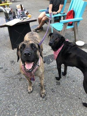 Maddie the mastiff and Libby the lab enjoying the brewery with their parents.