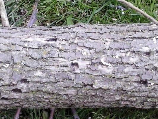 Emerald Ash Borer