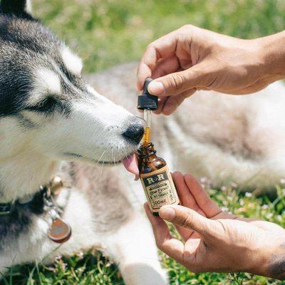 CBD Hemp Extract Tincture for your pet! Cat and Dog CBD Chews also available.