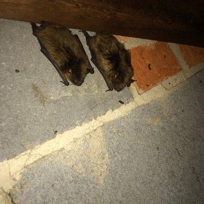 big brown bats in an attic