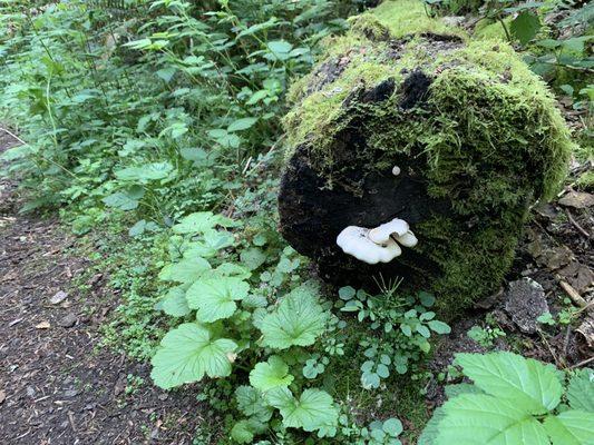 Log and mushrooms along the trail.