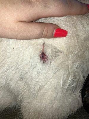 Piper's wound Saturday night