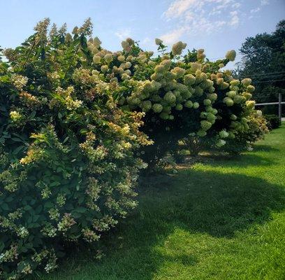 Acres of hydrangeas - 8/26/2022