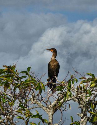 Cormorant