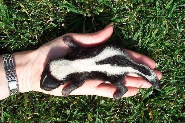 Skunk, Animal Advocates, Los Angeles, California