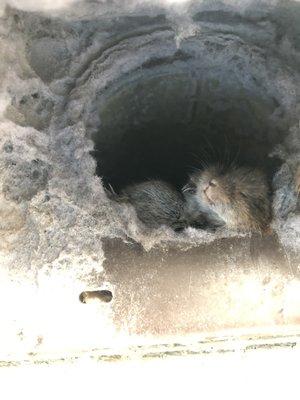 Are rodents going in and out of your dryer vent?

Call today to schedule an inspection