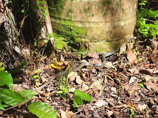 Snake on Gumbo limbo trail