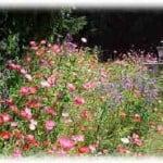 This is an ornamental erosion control product.  A blend of beautiful flowers and protective grasses...