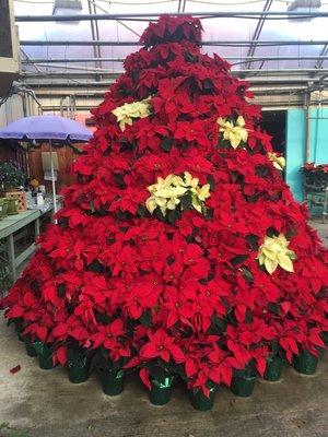 Poinsettia Tree