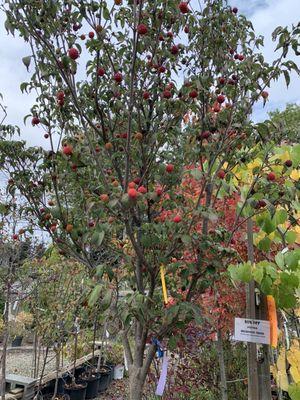 So many ripe fruits on this Kousa Dogwood!