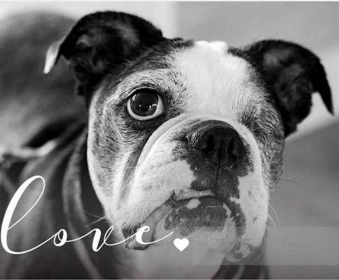 Alabama Boston Terrier Rescue