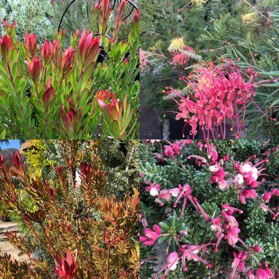 Leaucadendrons and Grevilleas: great as heat tolerant  low maintenance plants. Colorful and gorgeous