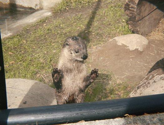 otter