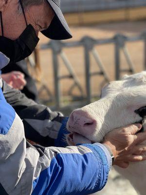 Who doesn't love a baby cow?