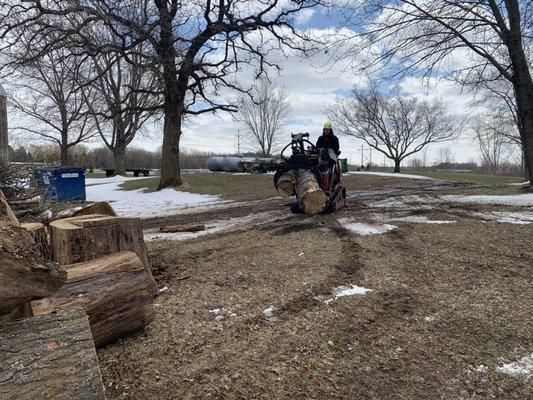 Cottonwood removal