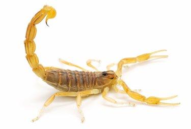 No more scorpions now that I have the best monthly pest control in Las Vegas.