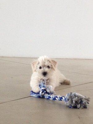 Blu as a puppy 6 years ago. He's a maltipoo and white schnauzer mix.