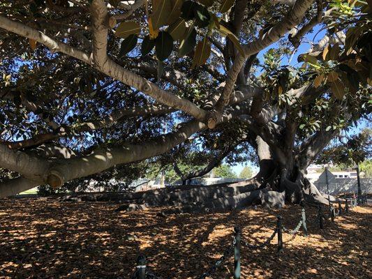 Massive Fig Tree!