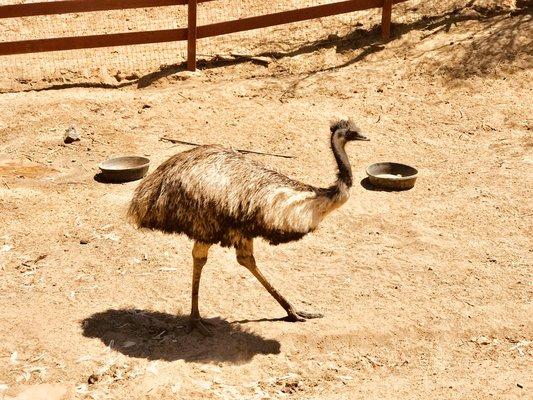 Lucy the Emu!!