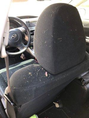 Grass clippings in my car.