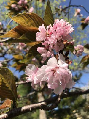 Japanese Cherry Blossoms 4/6/24