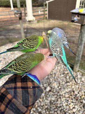 Budgies eating off of a budgie stick you get for just $2