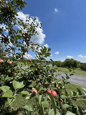 Apples and lake