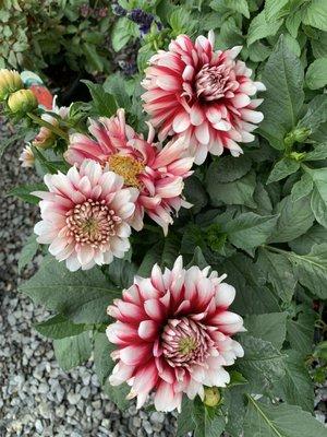 Dahlia