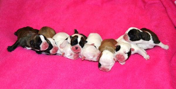 Bulldog puppies!