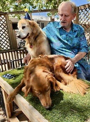 Permission to post from Mr. Melton and his lovely goldens.