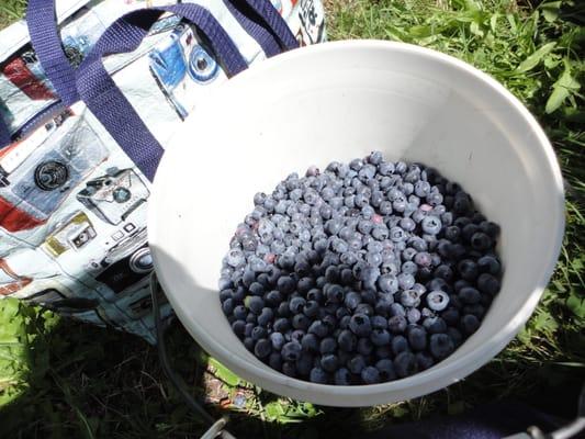 berries in a bucket