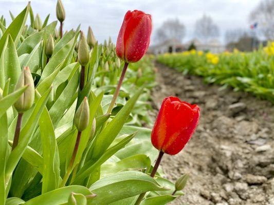 Skagit Valley Bulb Farm