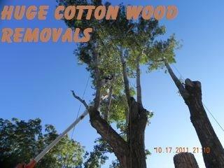 Hugh Cotton wood removed with tight area.