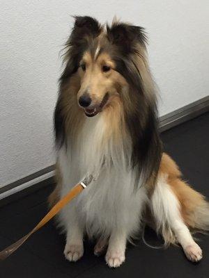 Liam at Beaches Beginner Obedience Training