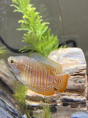 ICH covered Dwarf Gourami from PetSmart.