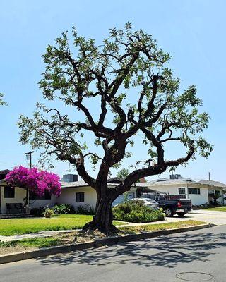 Granada Tree Service