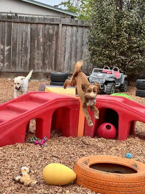 A leaping Doodle named Abba loves that we have the same play structure at our new Novato spot!