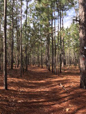 Scenery on the trail