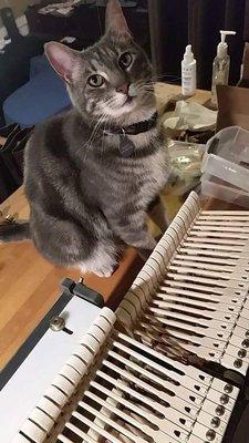 Zazu, our Piano Catnician specializes in all aspects of piano repair! Evergreen Piano Co. Portland Oregon 503-866-5480