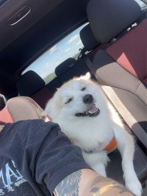 Happy pup after getting groomed