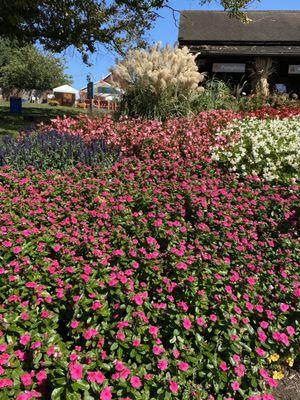 Bed of flowers