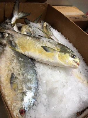 Fresh catch of the day.. Florida pompano.. Sweet, buttery, meaty.. Great to broil, pan sear or throw on the grill! Come and get some today!