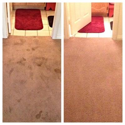 Pet Stain Removal Las Vegas