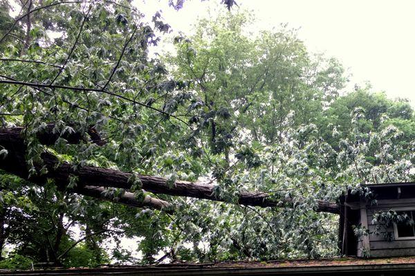 Tree on Roof