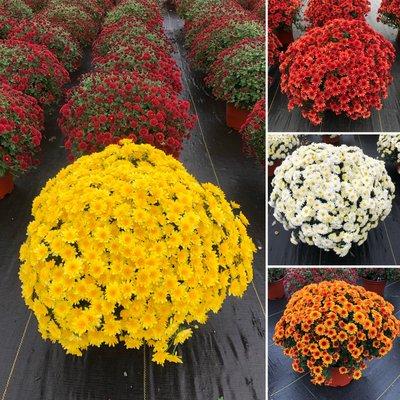 Garden Mums for Fall